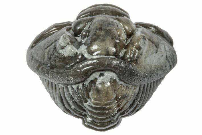 Wide Enrolled Flexicalymene Trilobite - Mt Orab, Ohio #358101